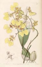 oncidibicolor